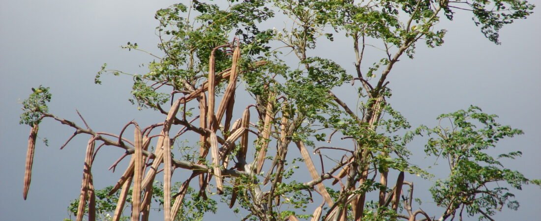 How To Unlock The Unsurpassed Power Of Moringa For Ultimate Well-Being