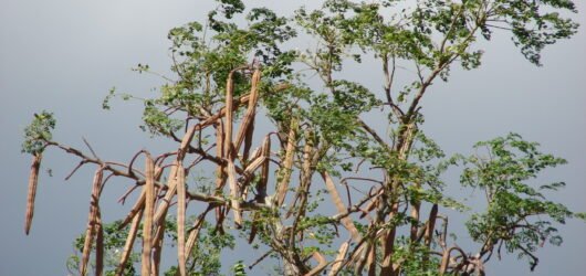 How To Unlock The Unsurpassed Power Of Moringa For Ultimate Well-Being